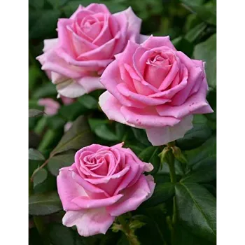 Pink Rose 